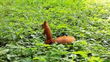 可爱的毛茸茸的松鼠嘴里叼着坚果，用后腿在草地上站立了很长时间